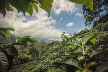 Load image into Gallery viewer, Friends of Huila, Colombia