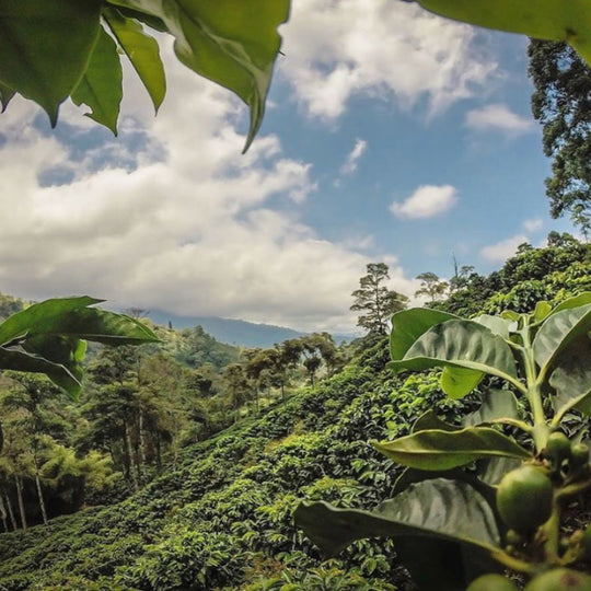 Coffee plants with coffee beans growing on a lush green landscape
