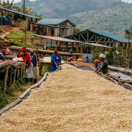 Karengera, Rwanda / Single Origin / Specialty Coffee
