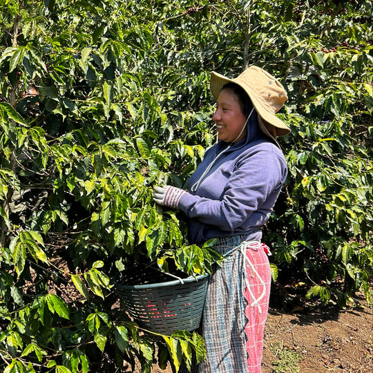 Two people working in a coffee plantation, surrounded by coffee plants.
