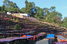 Load image into Gallery viewer, Dimtu Estate, Ethiopia