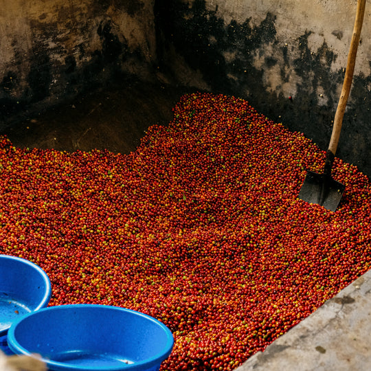 Karengera, Rwanda / Single Origin / Specialty Coffee