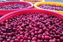 Load image into Gallery viewer, Decaf - Colombia