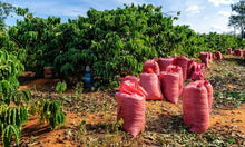 Load image into Gallery viewer, Friends of Huila, Colombia