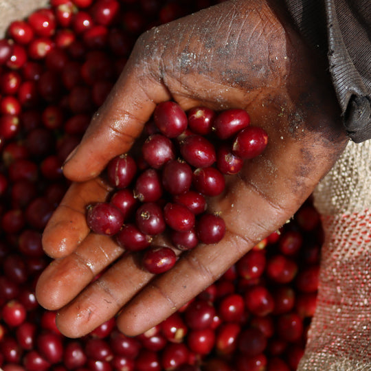 Dimtu Estate, Ethiopia