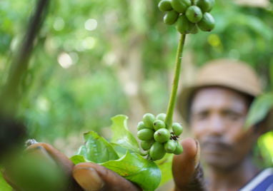 The future of coffee part 2