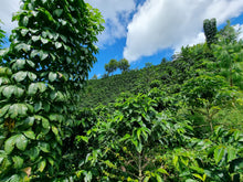 Load image into Gallery viewer, Chontali, Peru
