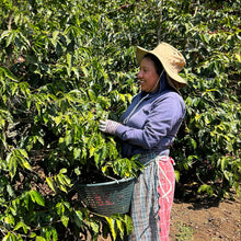 Load image into Gallery viewer, Two people working in a coffee plantation, surrounded by coffee plants.
