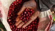 Load image into Gallery viewer, Dimtu Estate, Ethiopia
