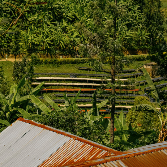 Karengera, Rwanda / Single Origin / Specialty Coffee