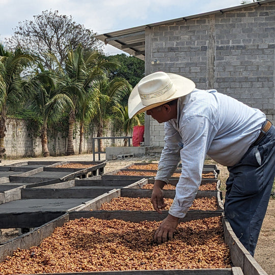 Primavera Family, Guatemala / Single Origin Specialty Coffee