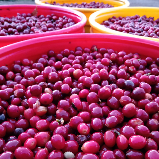 Friends of Tolima / Colombia / Single Origin coffee