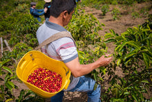 Load image into Gallery viewer, Atunkaa, DECAF, Cauca, Colombia
