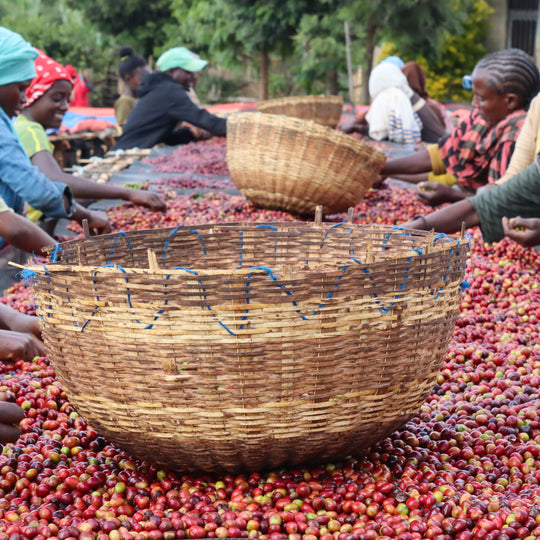 Dimtu Estate, Ethiopia