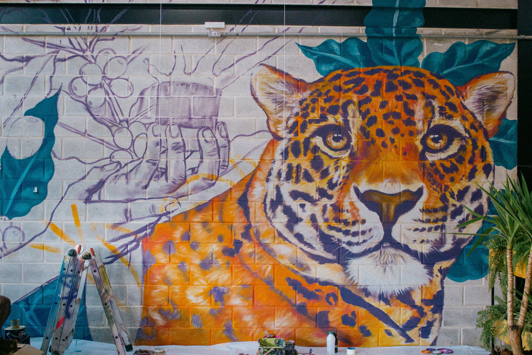 Summer Jaguara - Brazil