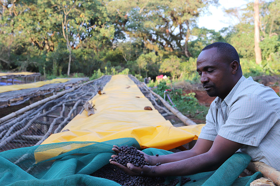 Kabira G2, Ethiopia - organic